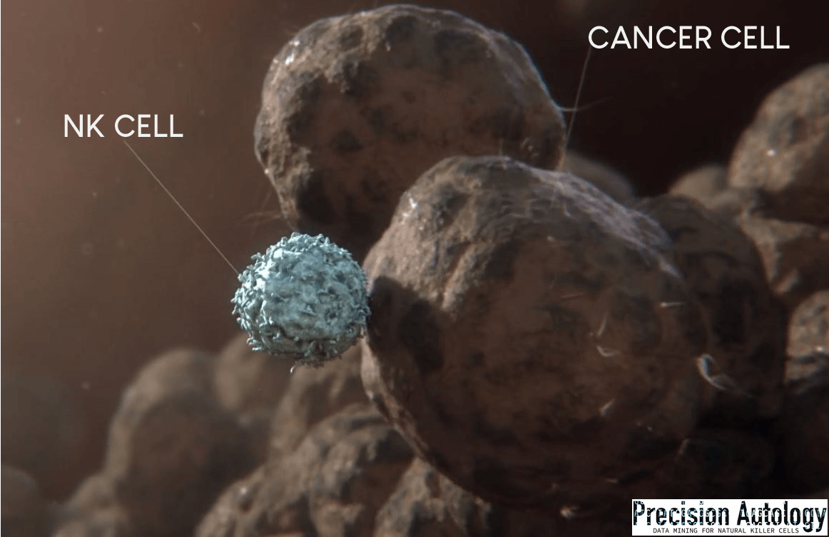 Illustration depicting how NK cells target cancerous cells by recognizing the absence of MHC class I molecules and the presence of stress-induced ligands or antibodies bound to the cancer cell's surface.